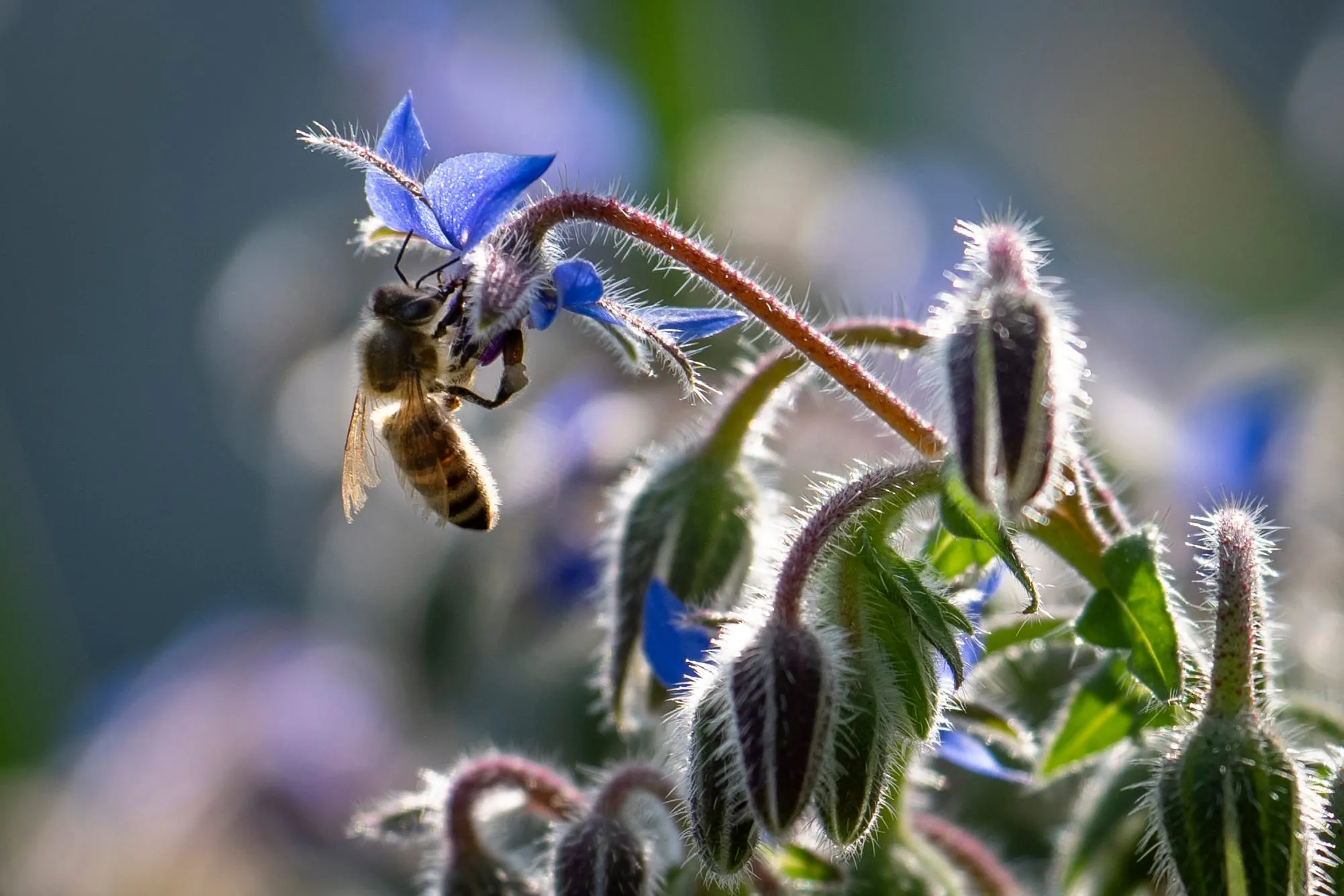 Biene an einer Borretschblüte im Gegenlicht