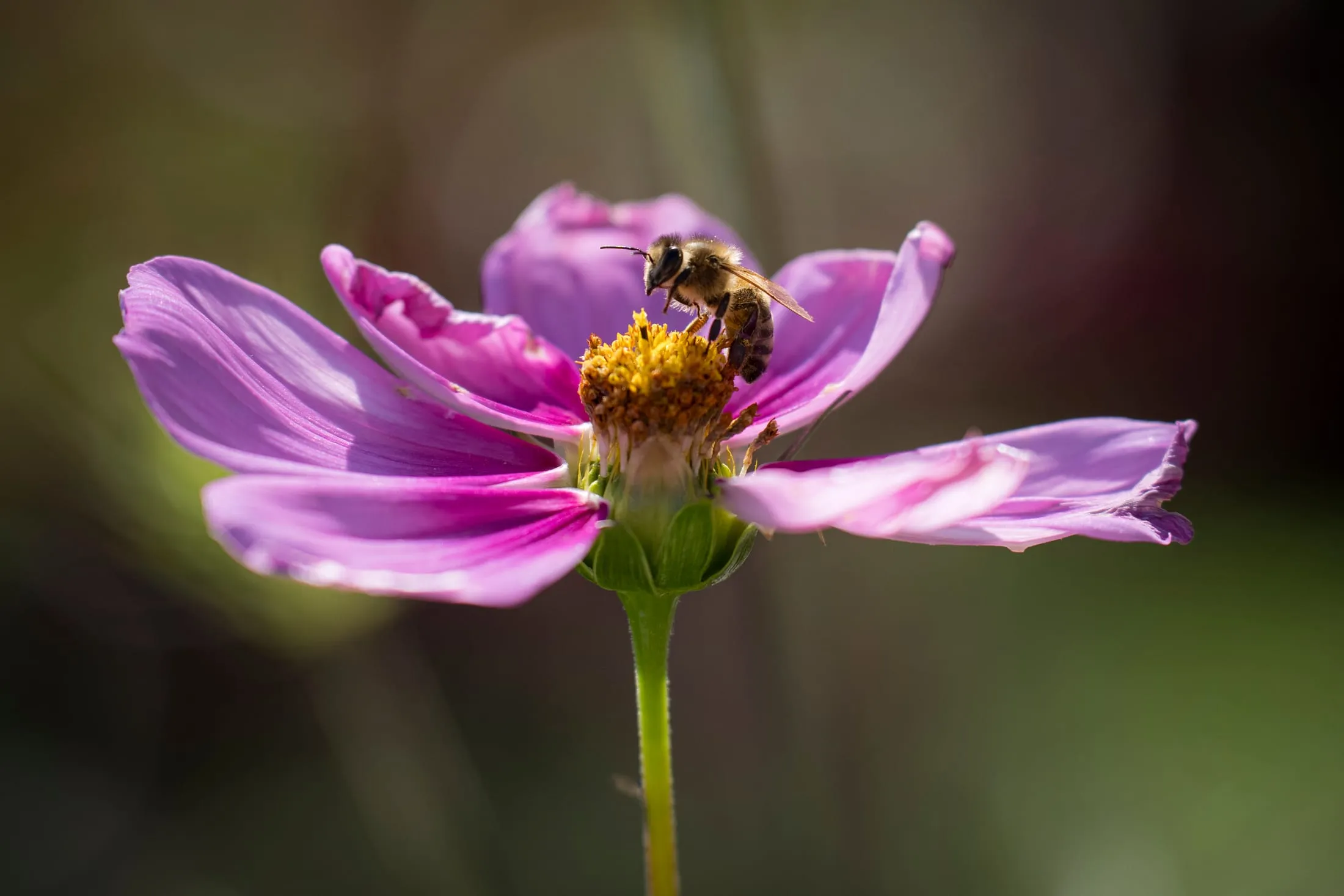 Biene auf einer rosa Cosmea-Blüte