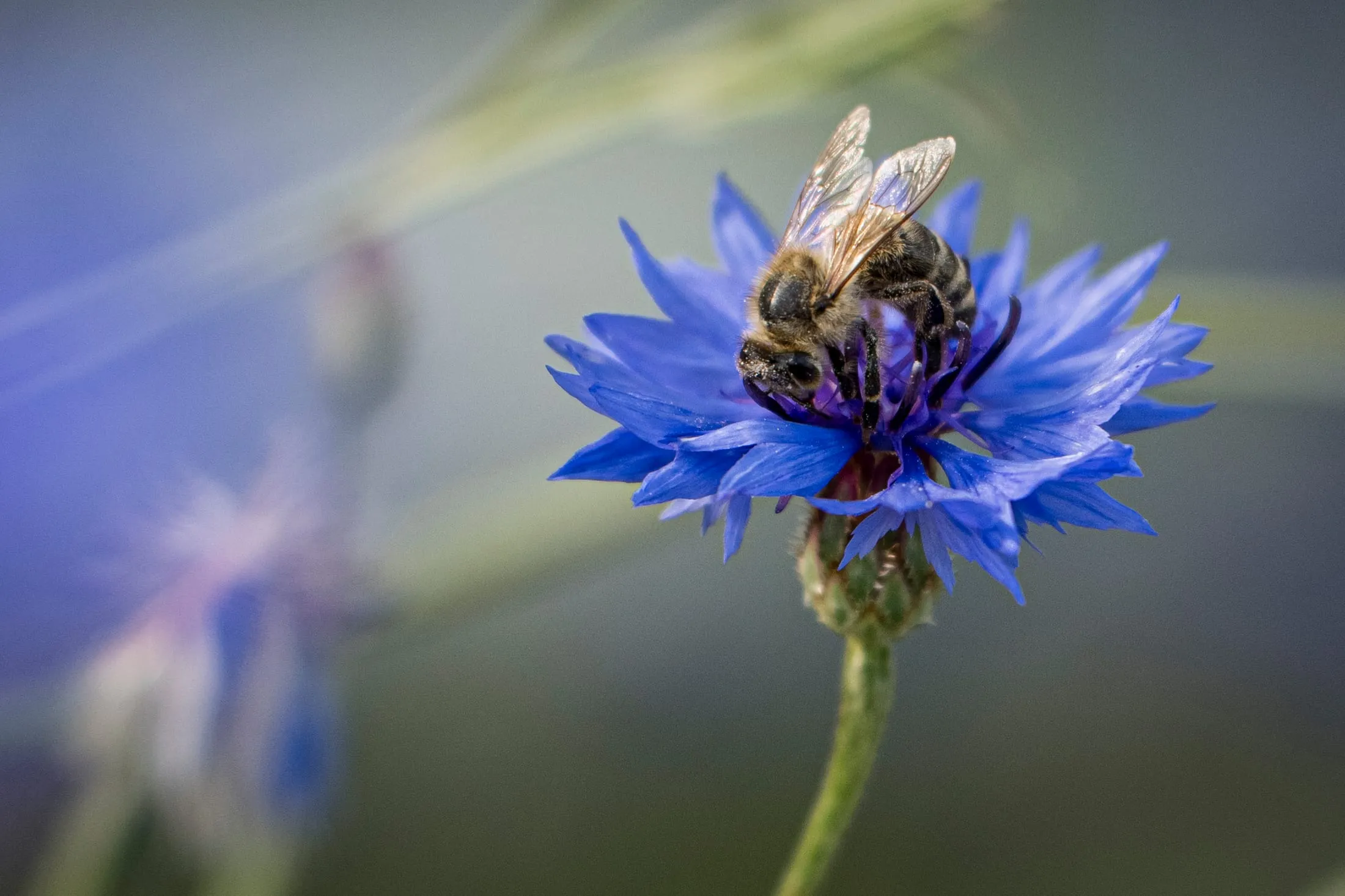 Biene auf einer blauen Kornblume