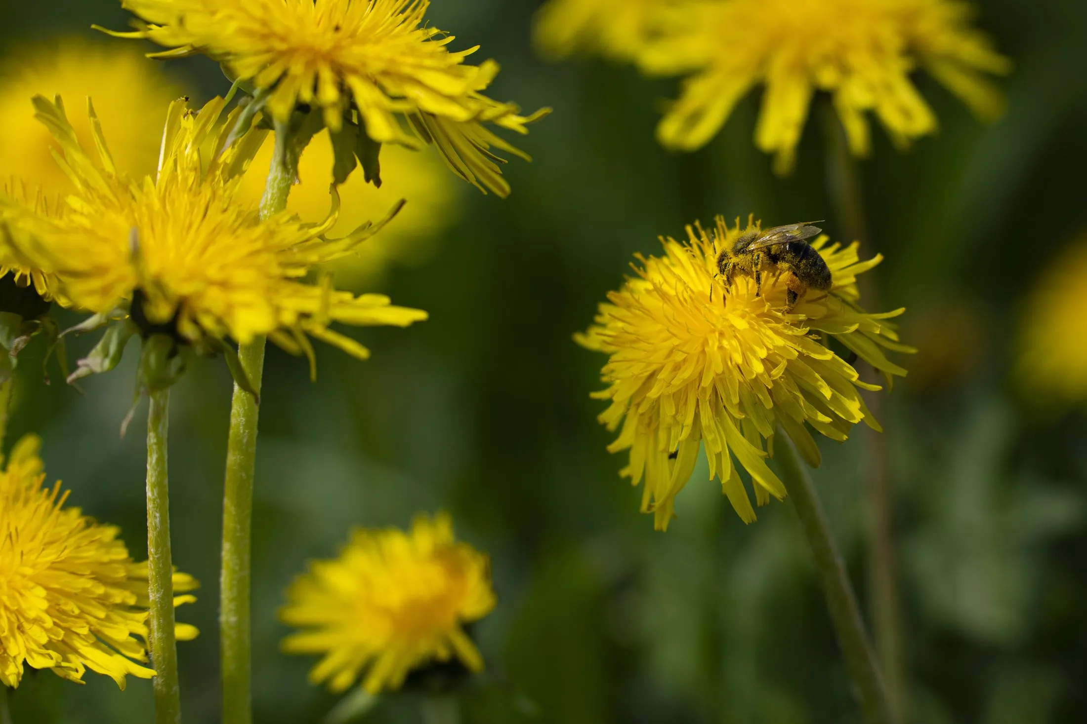 Biene auf einer Löwenzahnblüte