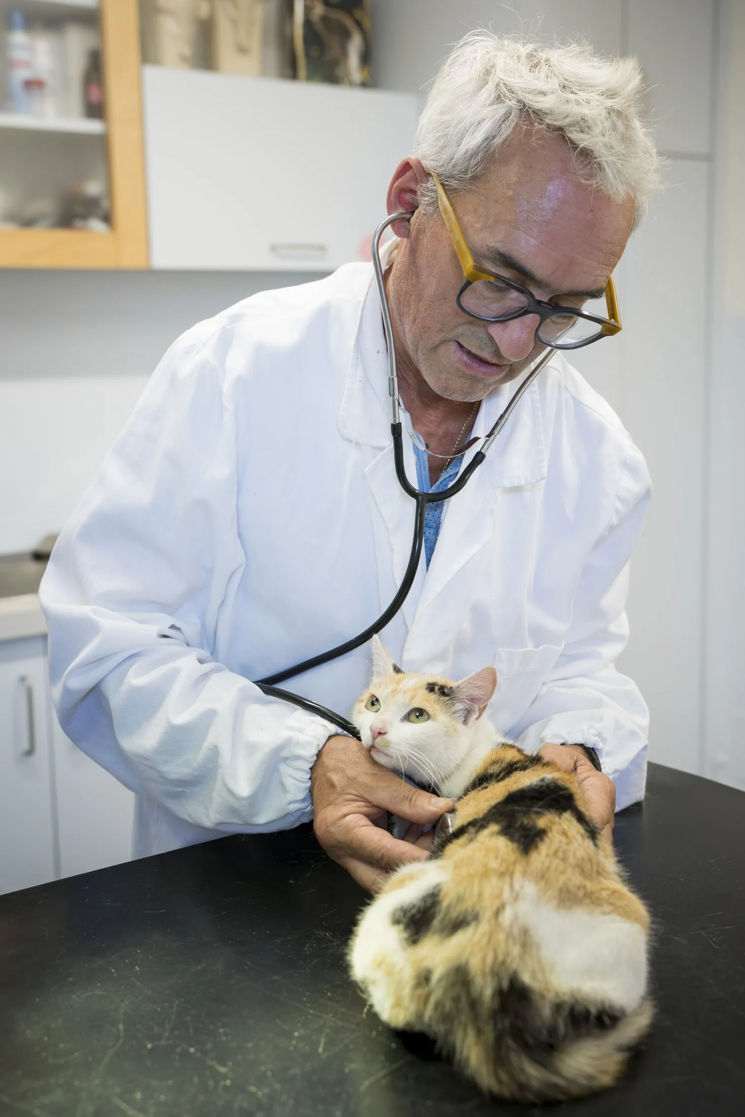 Urban Luis Tonner untersucht eine Katze mit dem Stethoskop im Behandlungsraum